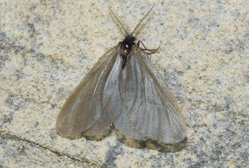 Astucci di Psychidae